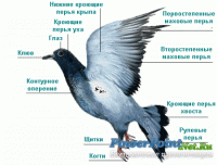 Розробки уроків до теми “Птахи” (8 кл.)